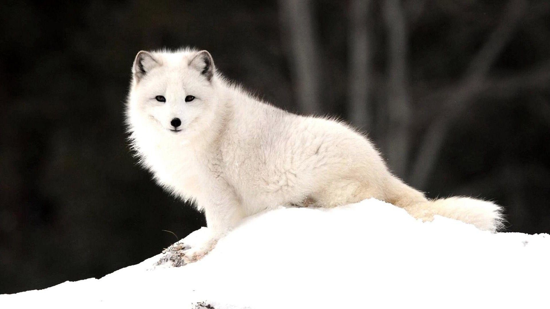Animals For > Baby Arctic Fox Wallpaper 
 Data Src - Arctic Fox Hd - HD Wallpaper 