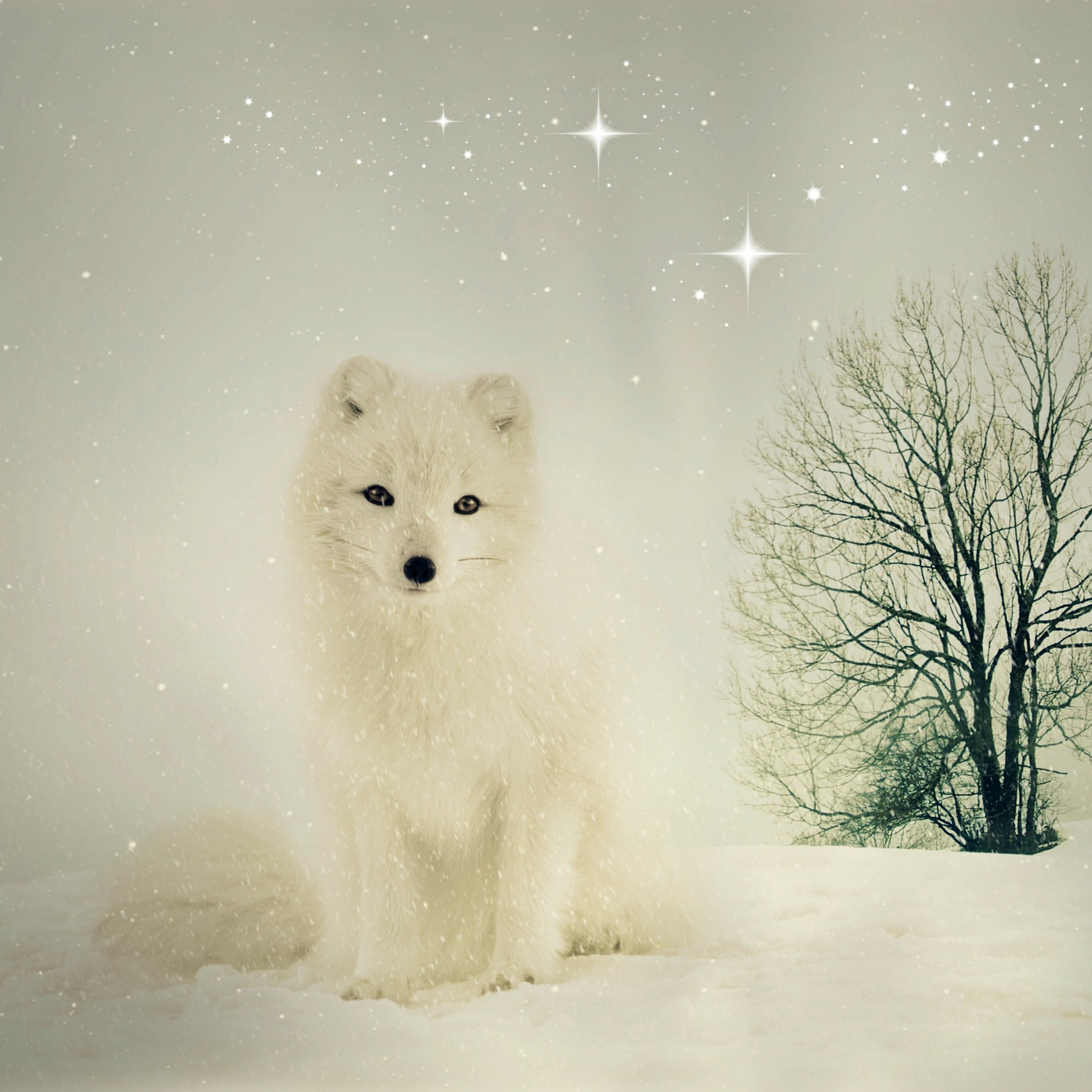 Arctic Snow Fox 5k - HD Wallpaper 
