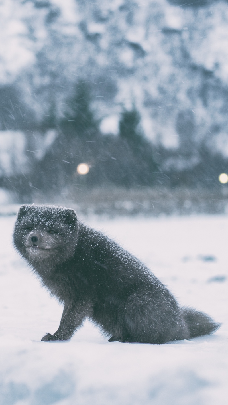 Wallpaper Arctic Fox, White Fox, Polar Fox, Snow Fox - Iphone Wallpaper Arctic Fox - HD Wallpaper 
