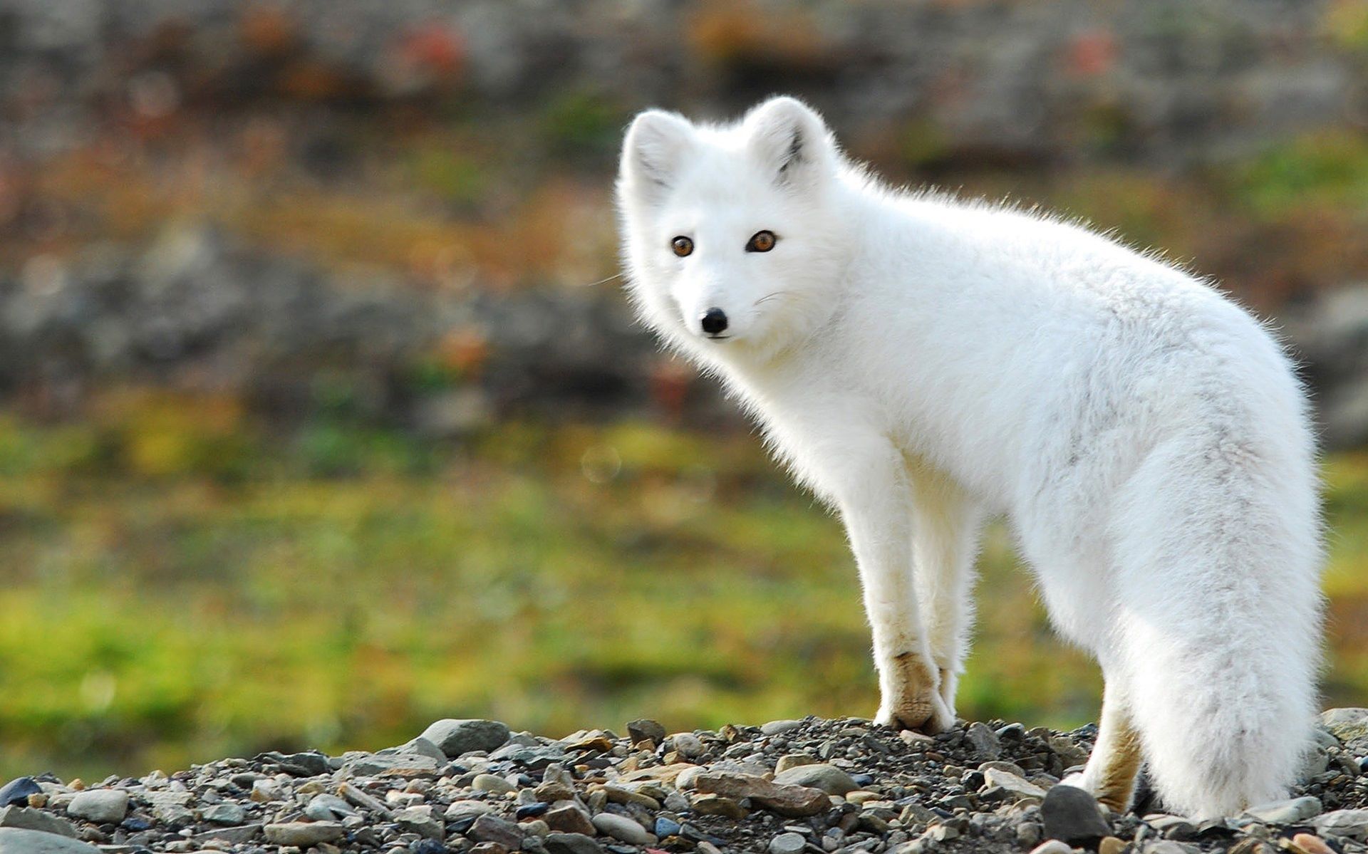 White Fox Hd - HD Wallpaper 