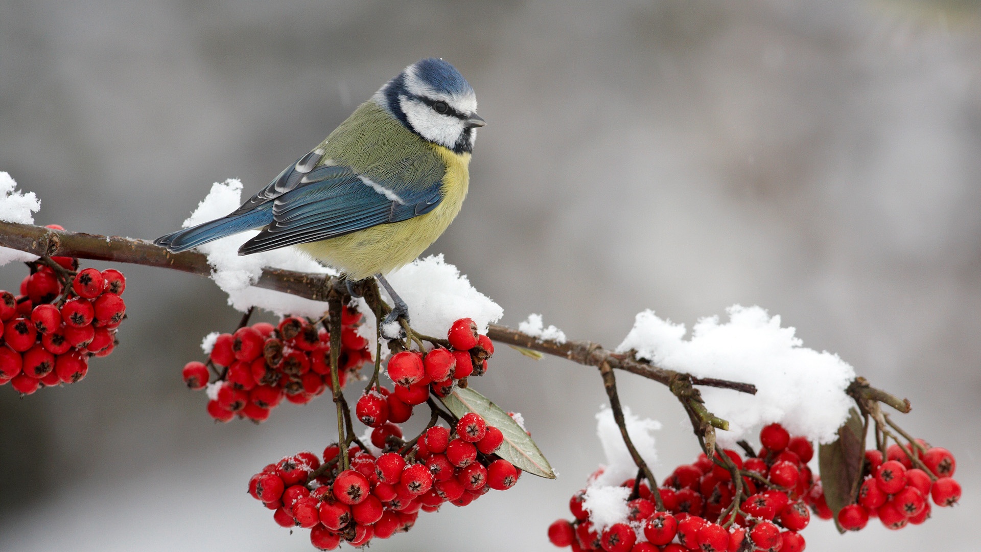 Winter Wallpaper Birds - HD Wallpaper 