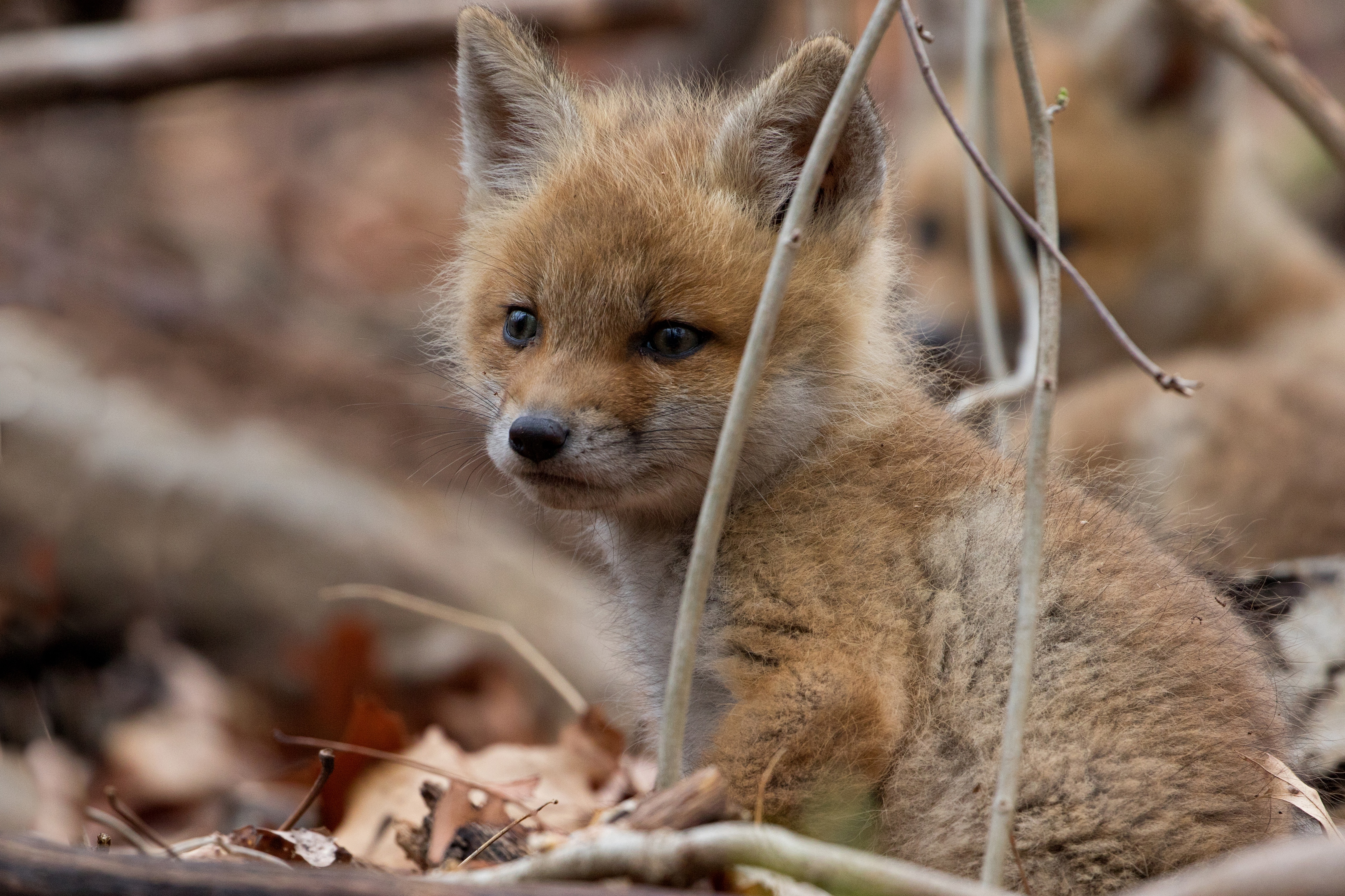 Baby Fox - HD Wallpaper 