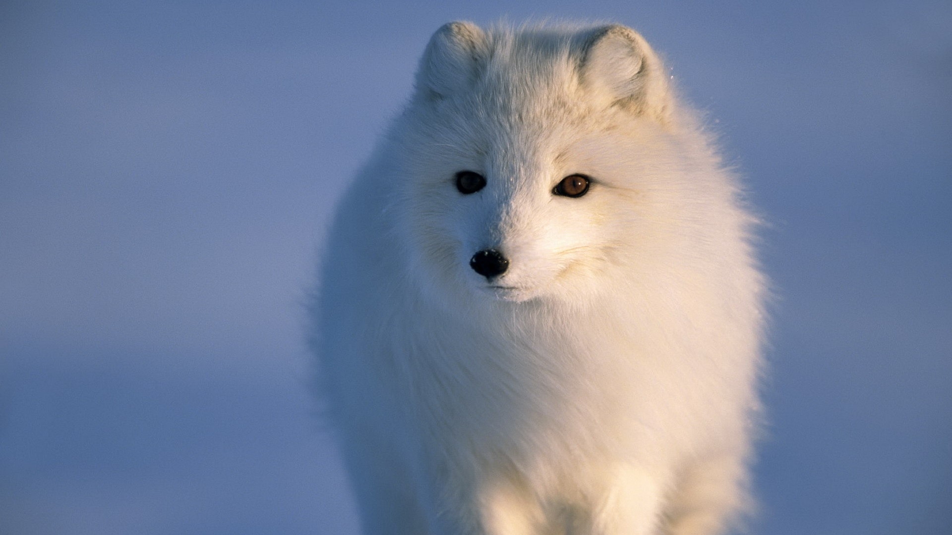 Arctic Fox - HD Wallpaper 