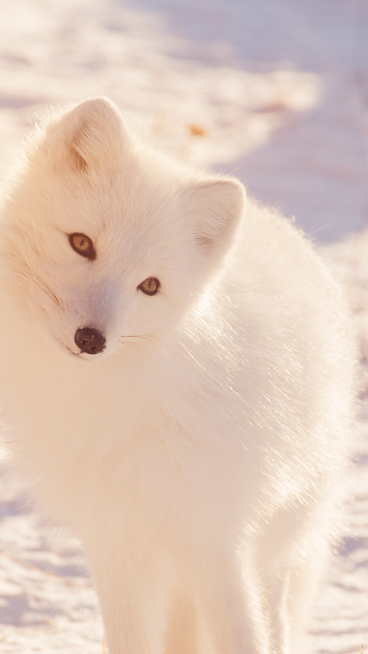 White Fox Wallpaper Iphone - HD Wallpaper 