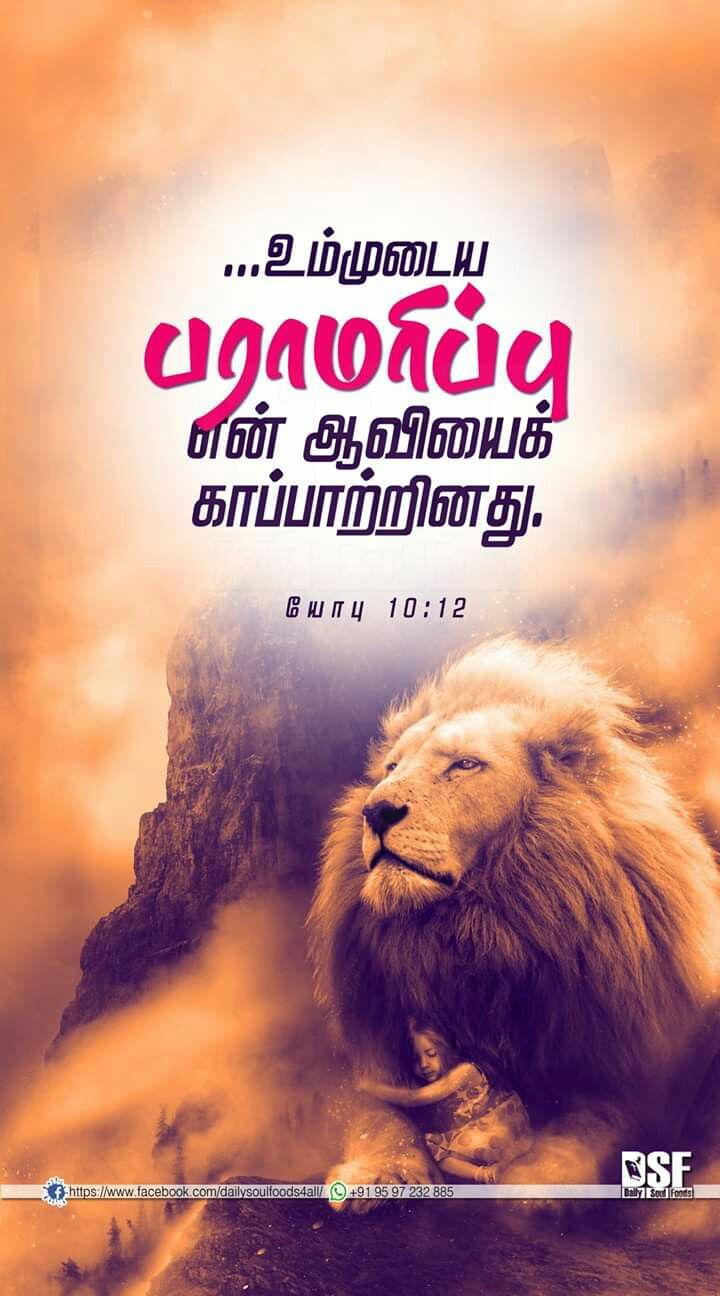 Don T Be Afraid Lion - HD Wallpaper 