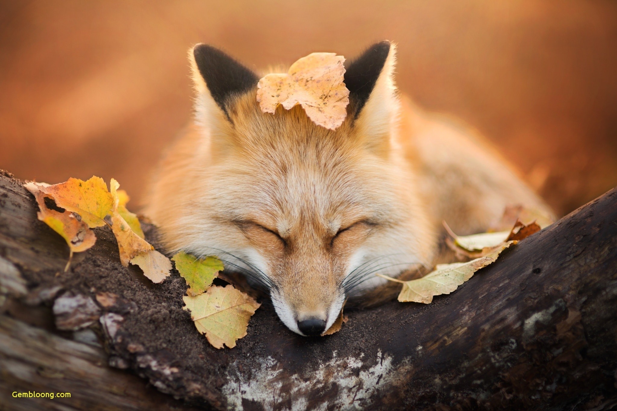 Animal Wallpapers Hd Widescreen - Fox In Autumn Leaves - HD Wallpaper 