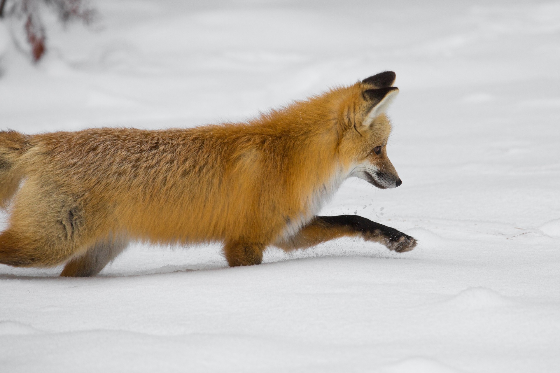 Red fox Wildlife Nature Free Photo - Fox - HD Wallpaper 