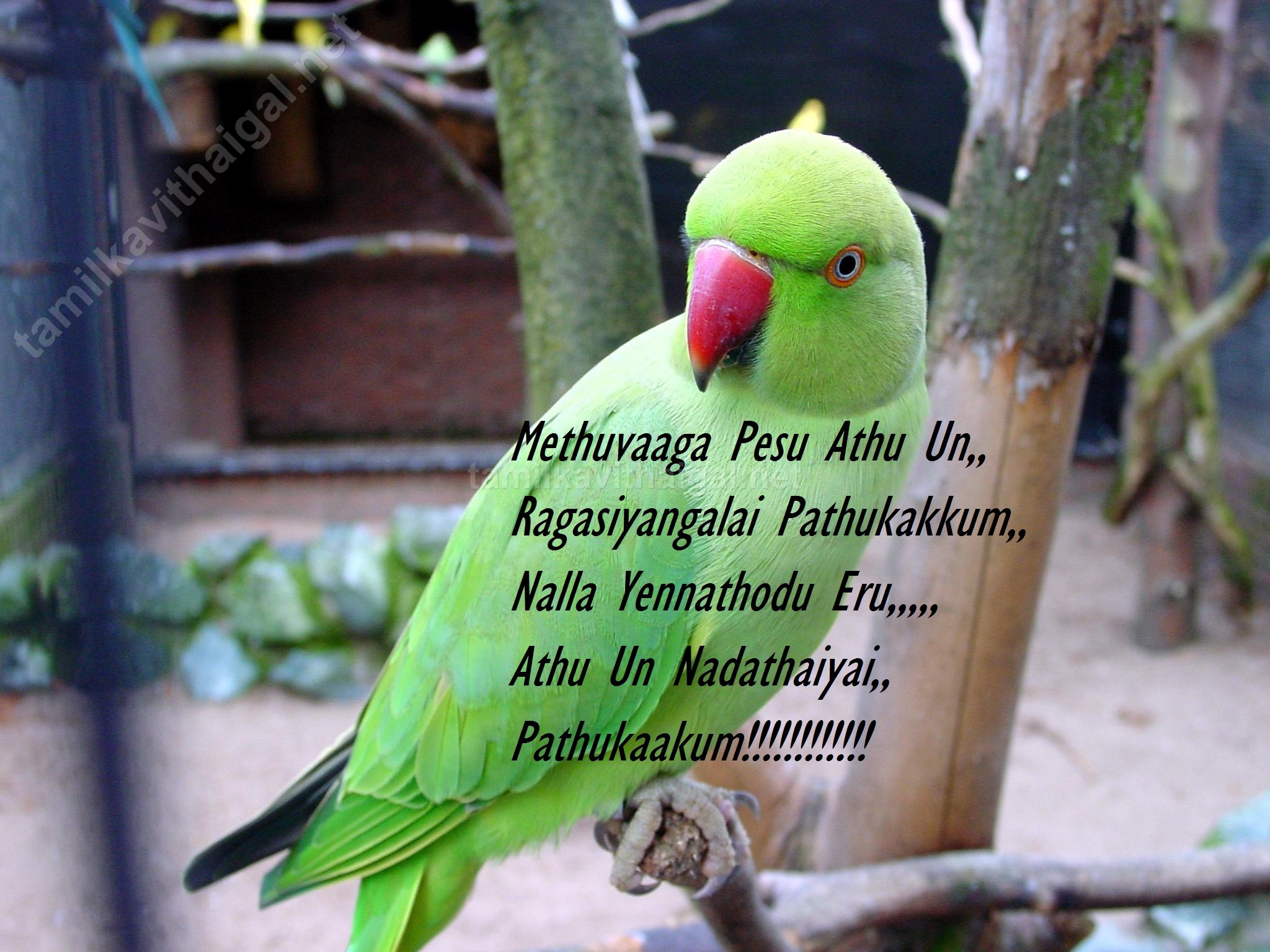 Nice Life Quotes Images In Tamil - Parrot Bird Hd - HD Wallpaper 