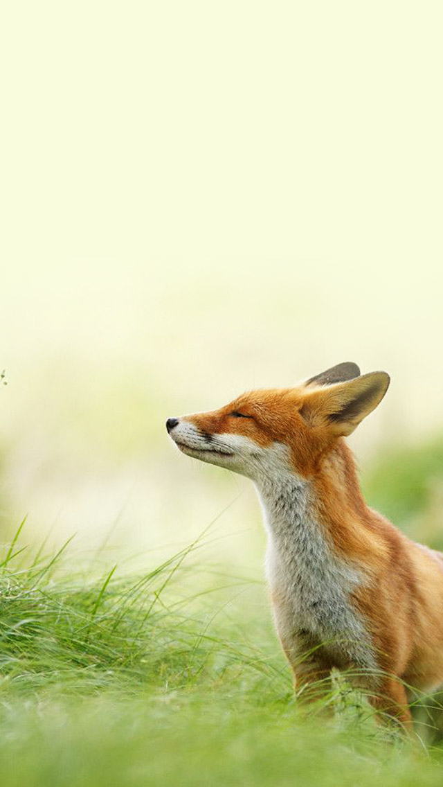 Best Fox - 640x1136 Wallpaper - teahub.io