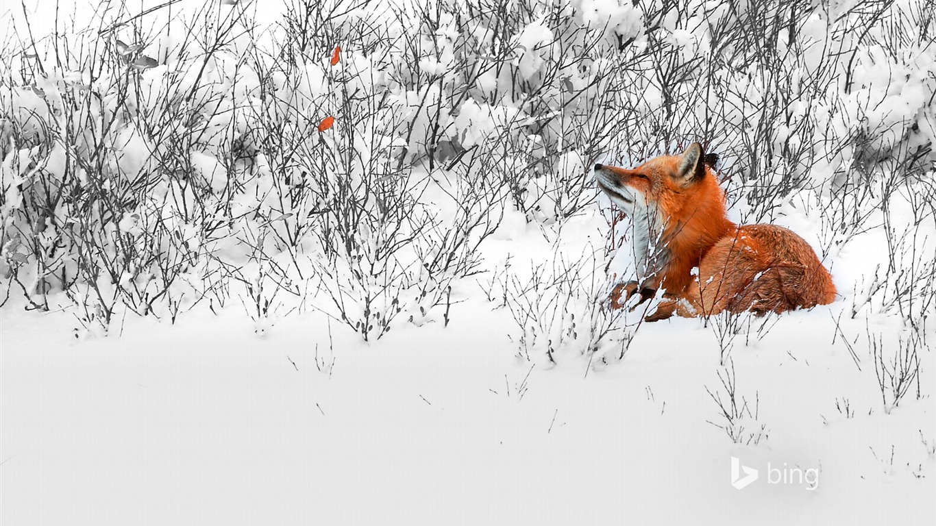 Snow Fox-bing Wallpaper2014 - Red Fox - HD Wallpaper 
