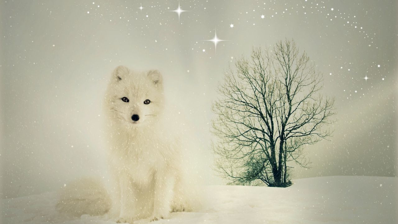 Arctic Fox - HD Wallpaper 