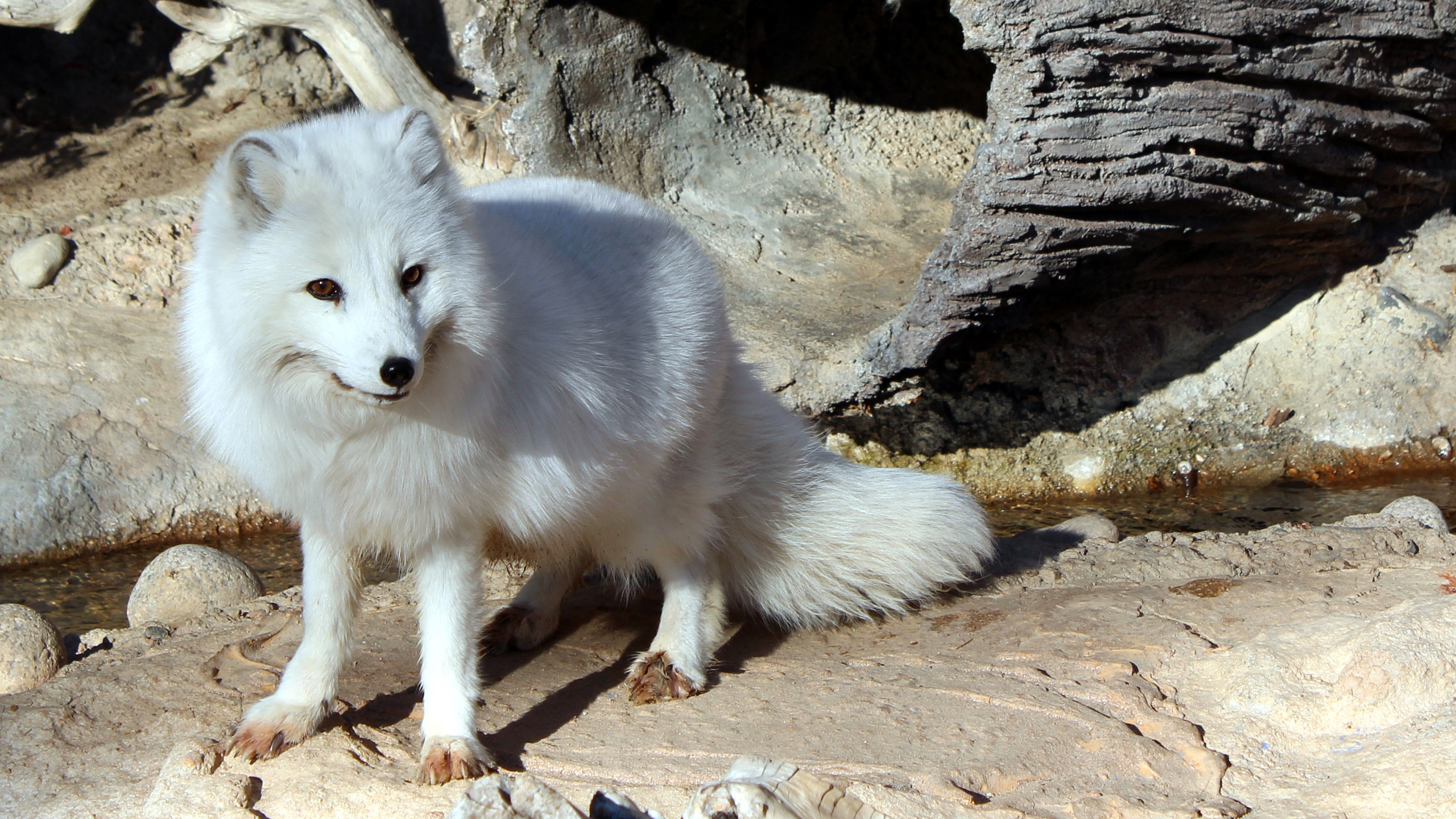Arctic Fox Wallpaper Hd - HD Wallpaper 