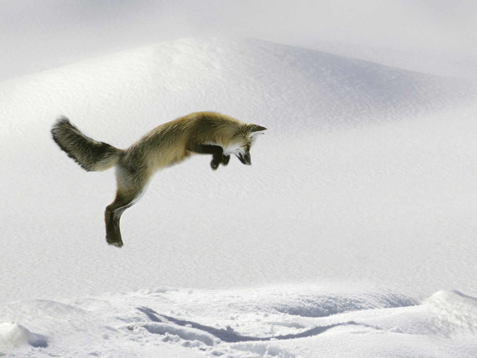 Snow Fox Wallpaper - HD Wallpaper 