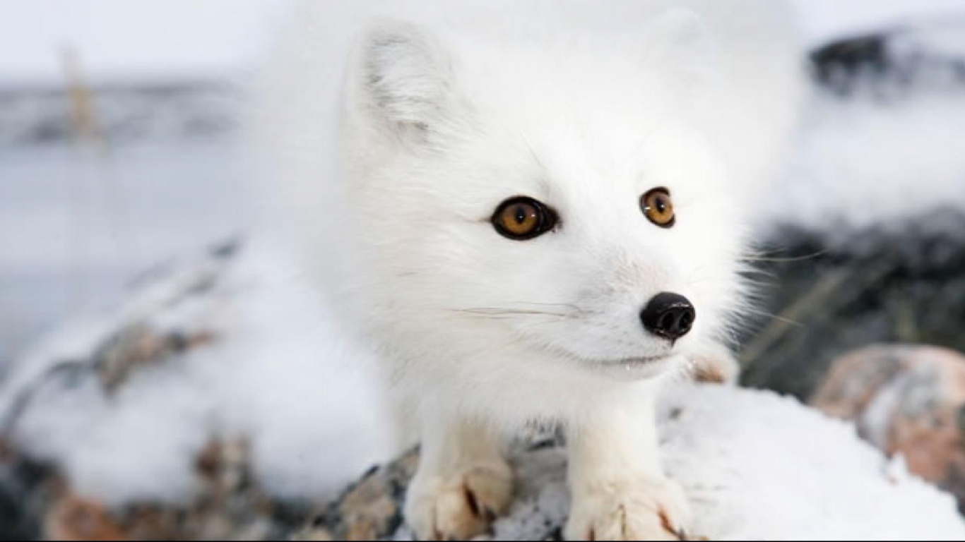 Arctic Fox Yellow Eyes - HD Wallpaper 
