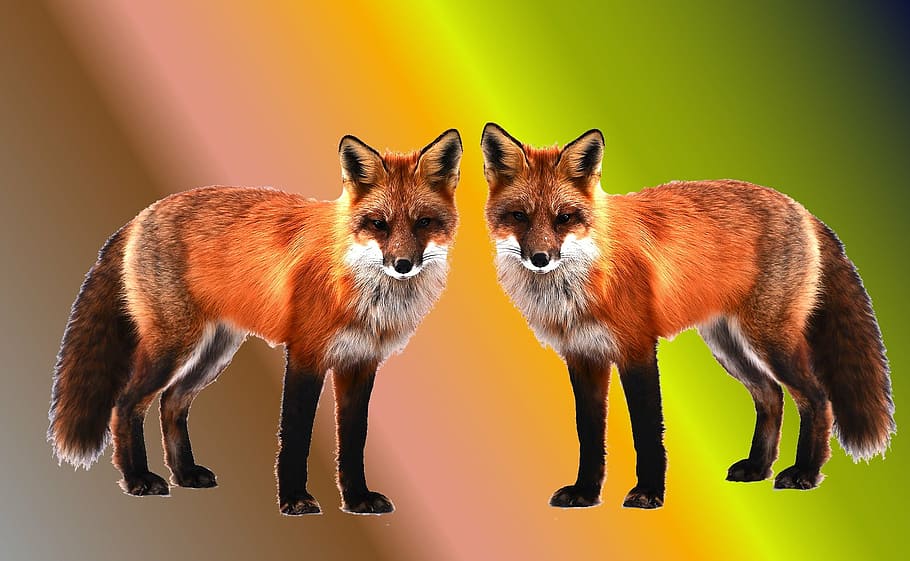 Two Brown Foxes, Wallpaper, Background, Background - Zorros Fondo - HD Wallpaper 