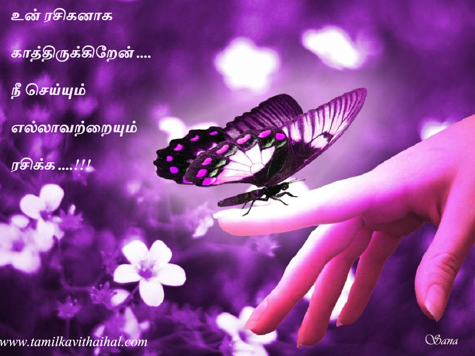 Purple And Pink Butterfly - HD Wallpaper 