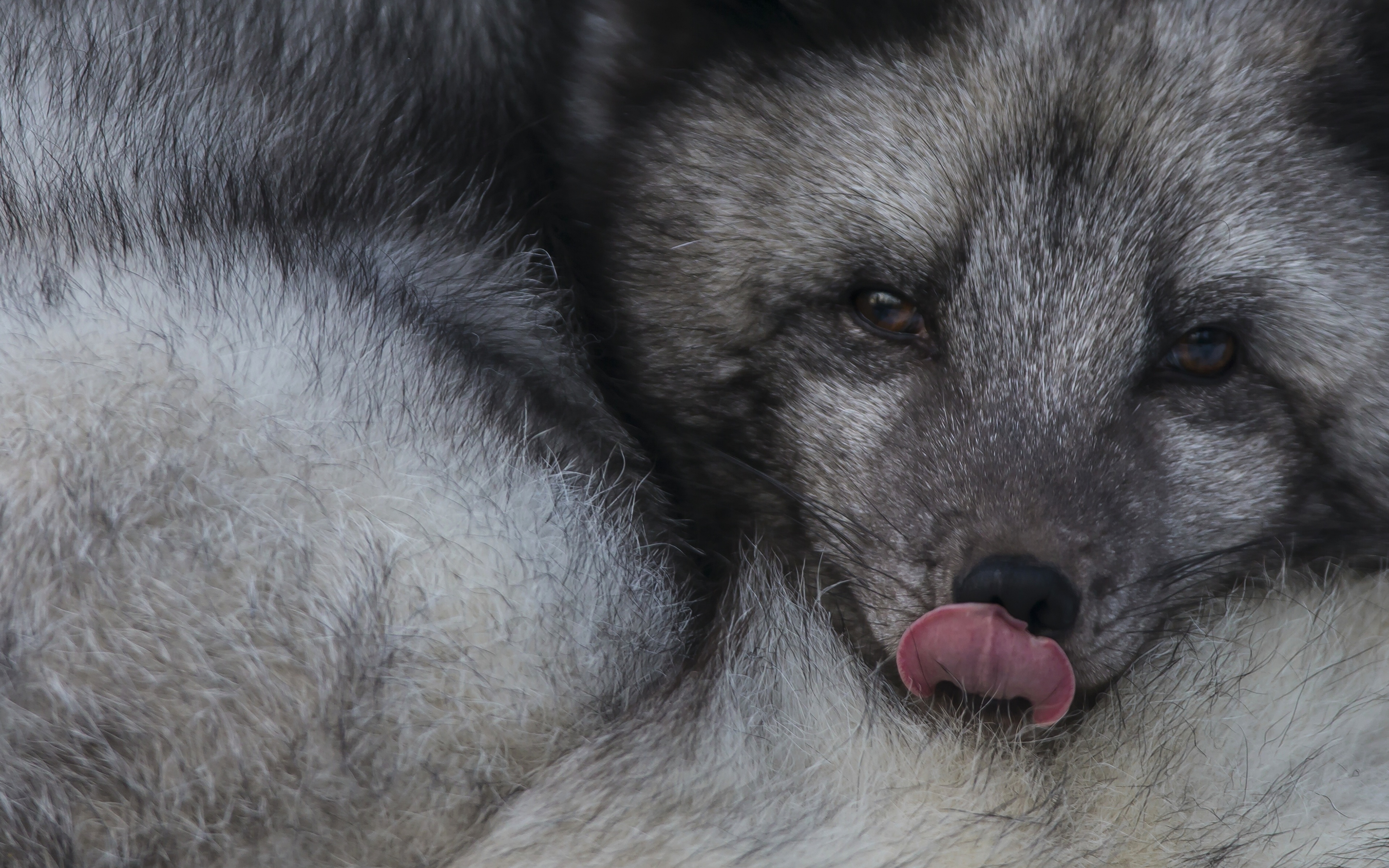 Arctic Fox - HD Wallpaper 