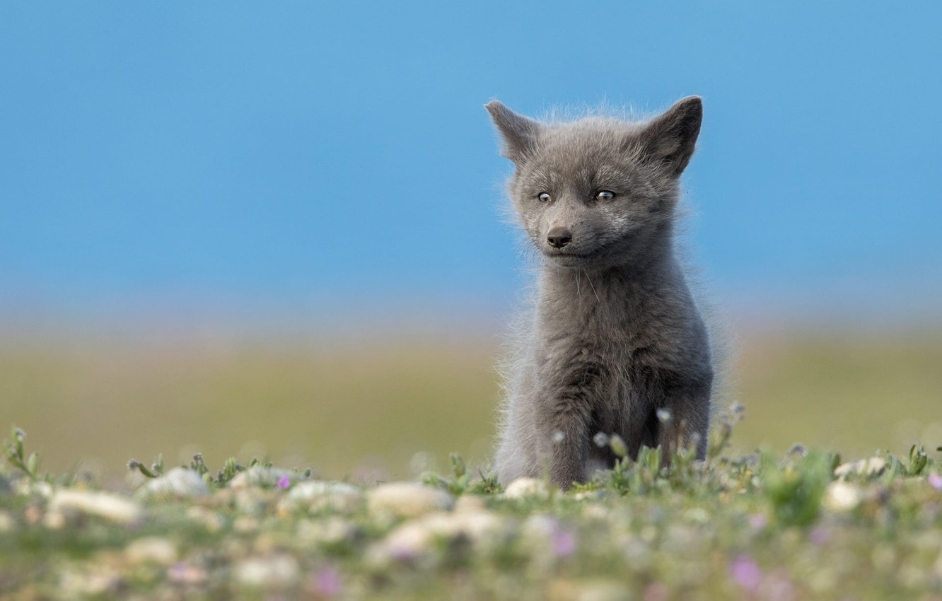 Photo Wallpaper Summer, The Sky, Look, Nature, Grey, - Wallpaper - HD Wallpaper 