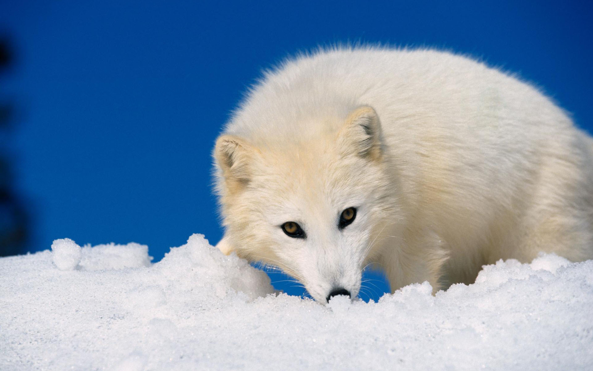 Arctic Fox - HD Wallpaper 