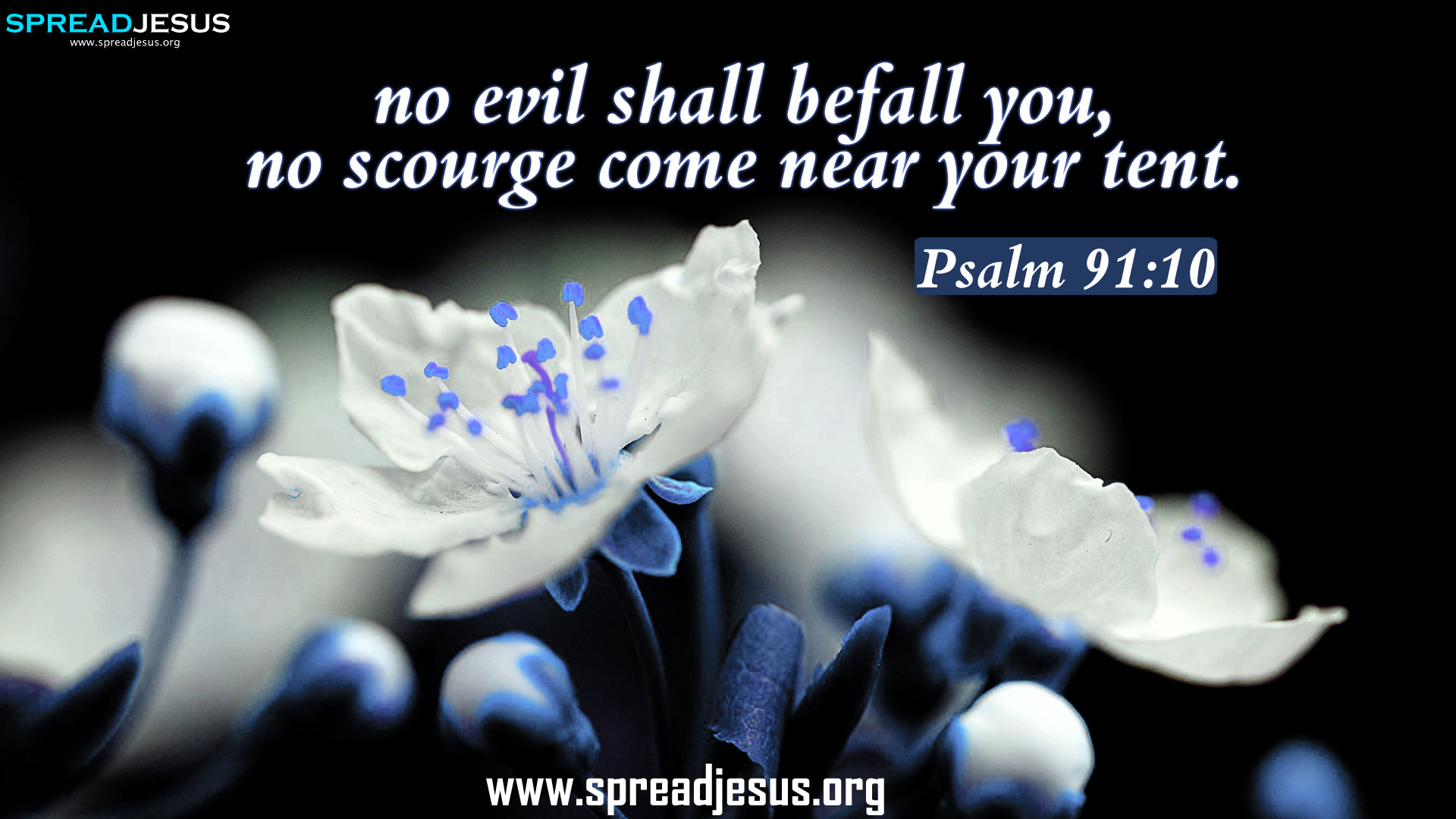 10 Bible Quotes Hd Wallpapers Free Download No Evil - Free Image Of Psalms 91 - 1920x1080 Wallpaper 10 Bible Quotes Hd Wallpapers Free Download No Evil - Free Image Of Psalms 91 - 1920x1080 Wallpaper