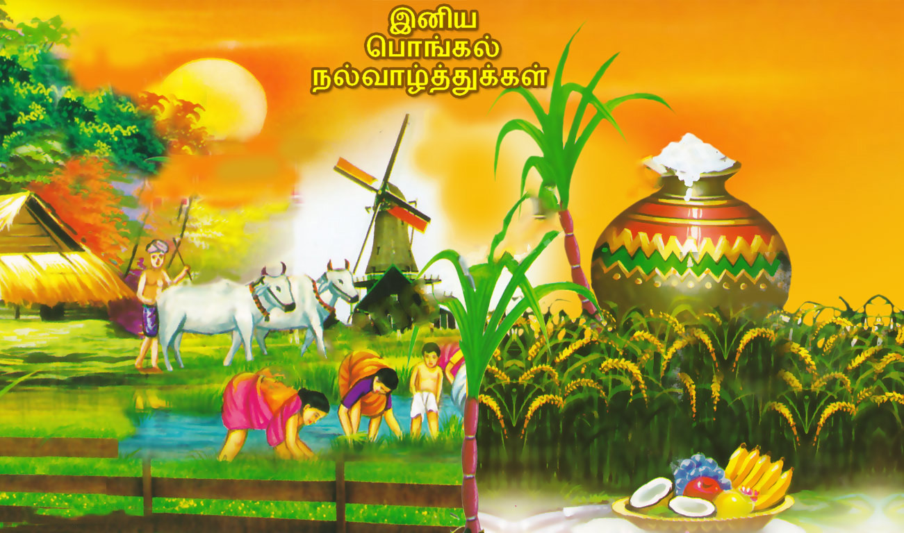 Happy Pongal Festival Tamil Wishes Greetings Hd Desktop - Pongal Festival Images Hd - HD Wallpaper 