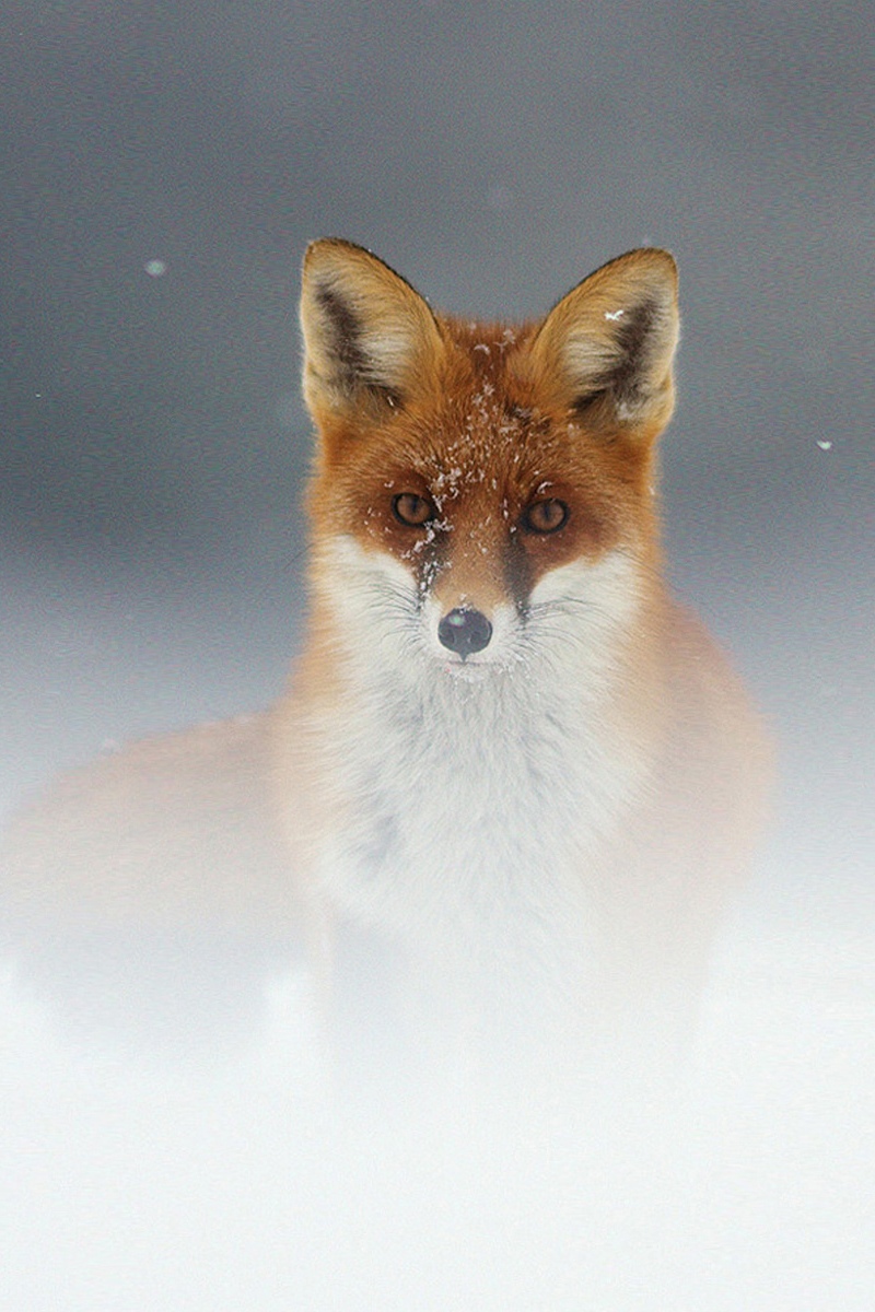 Brown Fox Wallpaper Iphone Resolution - Fuchs Wallpaper Iphone - HD Wallpaper 