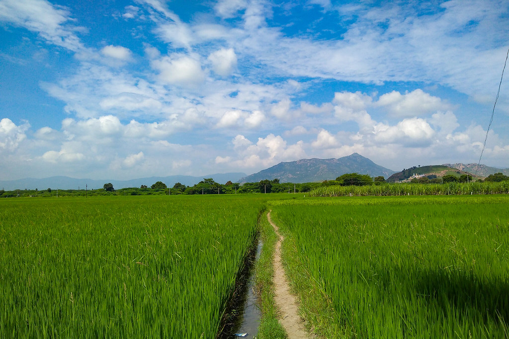 Field - HD Wallpaper 