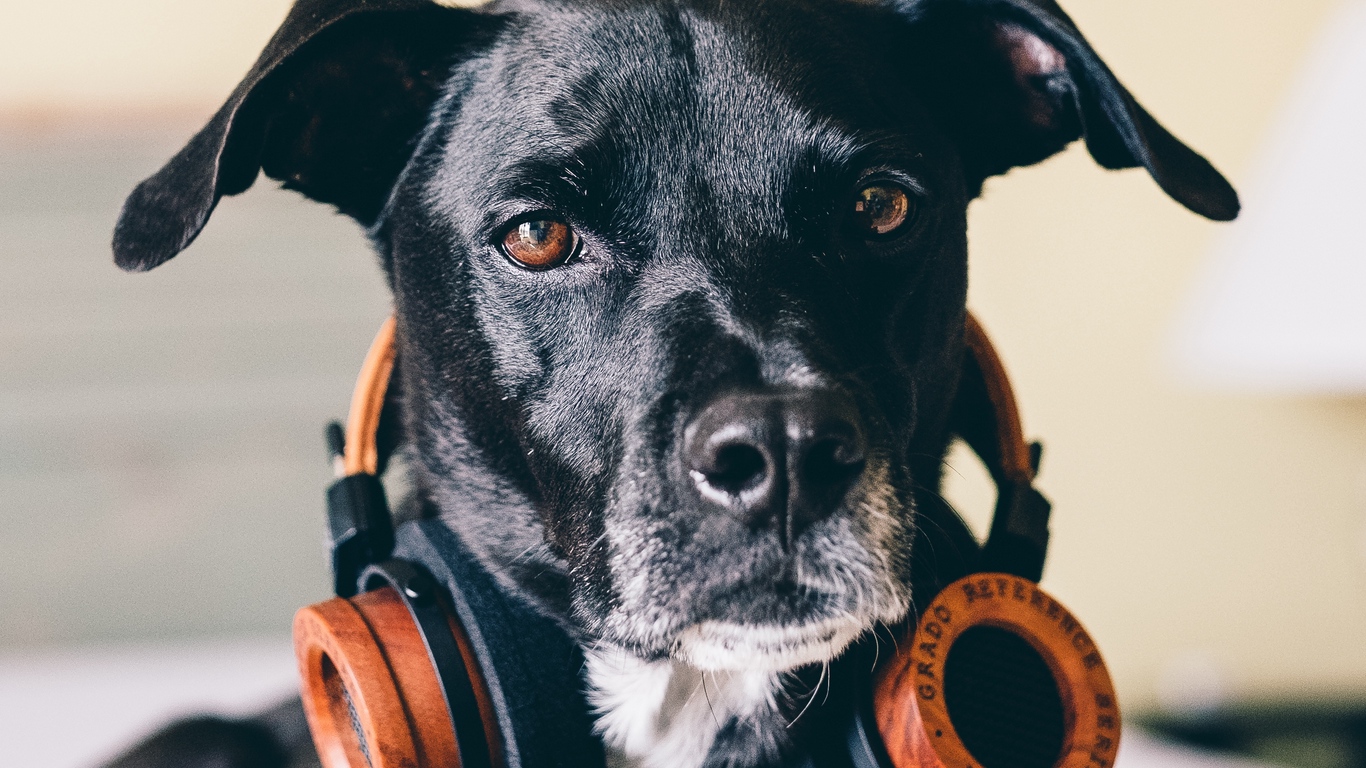 Wallpaper Dog, Headphones, Music Lover - Dog With Headphones - HD Wallpaper 