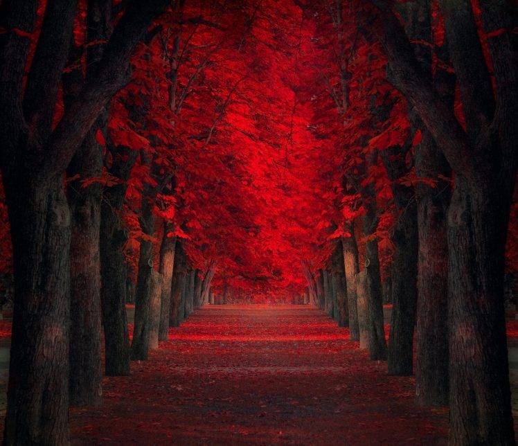 Red And Black Forest - HD Wallpaper 