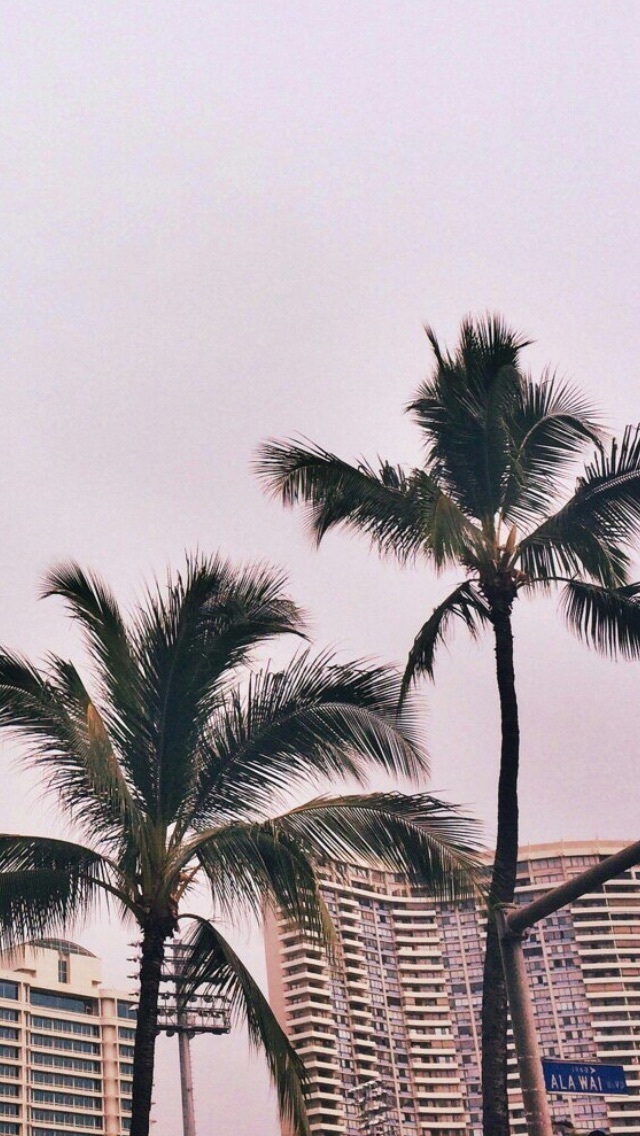 Wallpaper, Background, And Pink Image - Iphone Wallpaper Tumblr Palm Trees - HD Wallpaper 