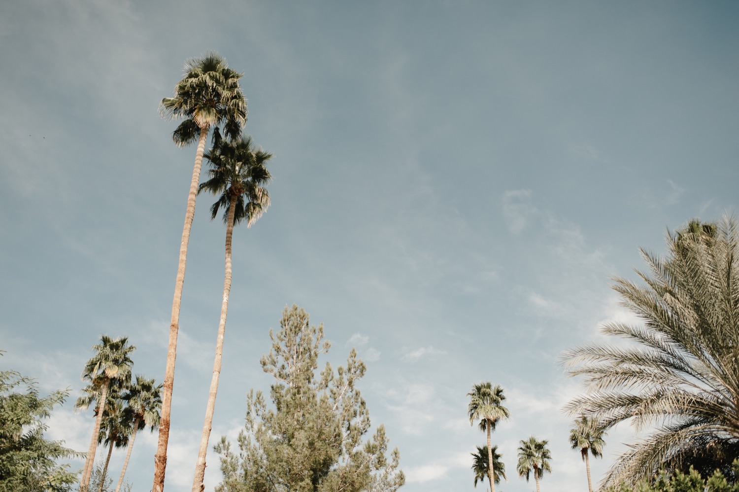 Carina Skrobecki » Blog - Borassus Flabellifer - HD Wallpaper 