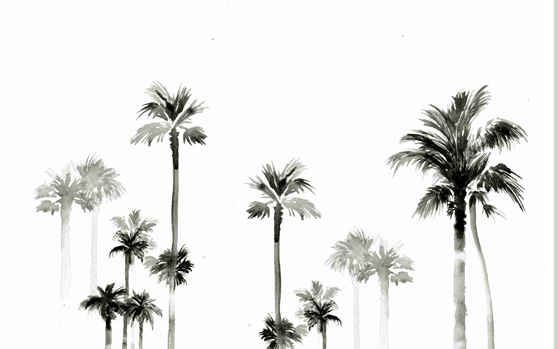 Palm Tree Desktop Wallpaper - HD Wallpaper 
