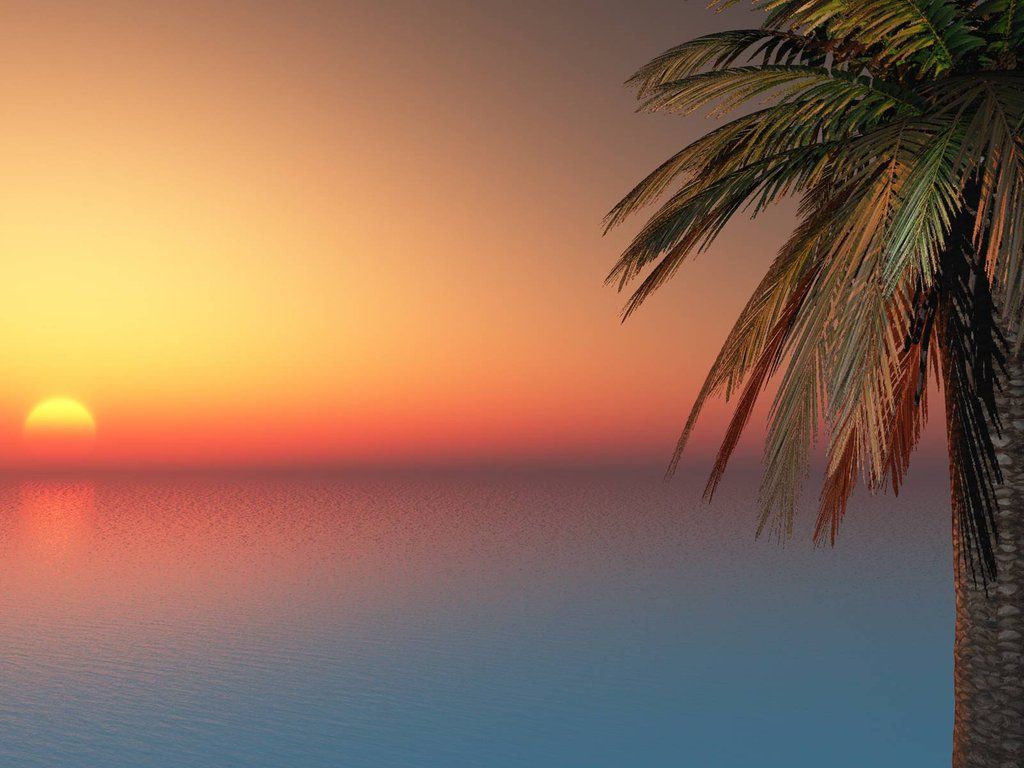 Palm Trees Sunset Tumblr California Palm Palm Trees - Backgrounds Of Sunsets With Palm Tres - HD Wallpaper 