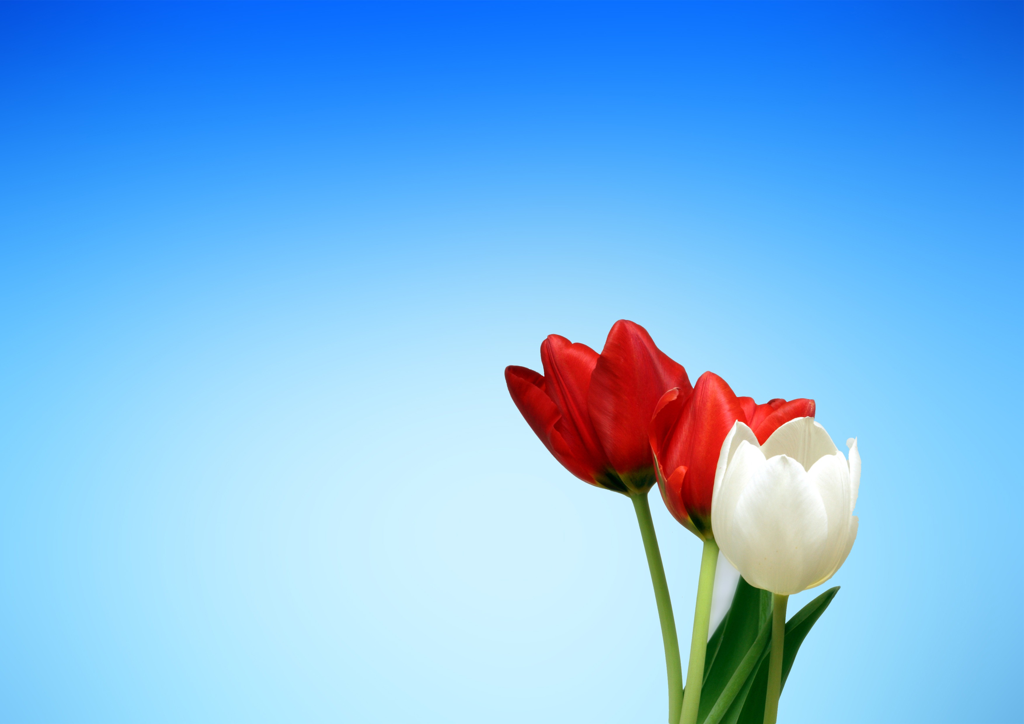This Photo Is About Close Up, Tulips, Hd Wallpaper - Tulip Flower Images Hd - HD Wallpaper 