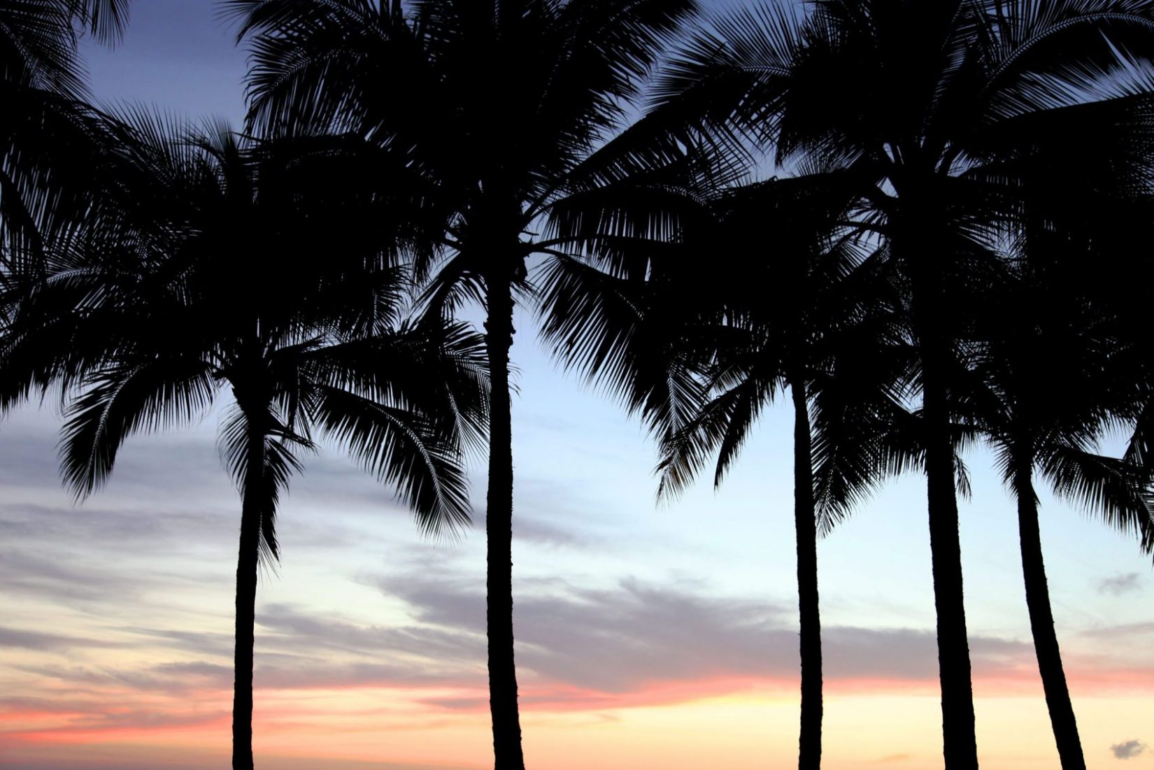 Desktop Background Palm Trees - HD Wallpaper 