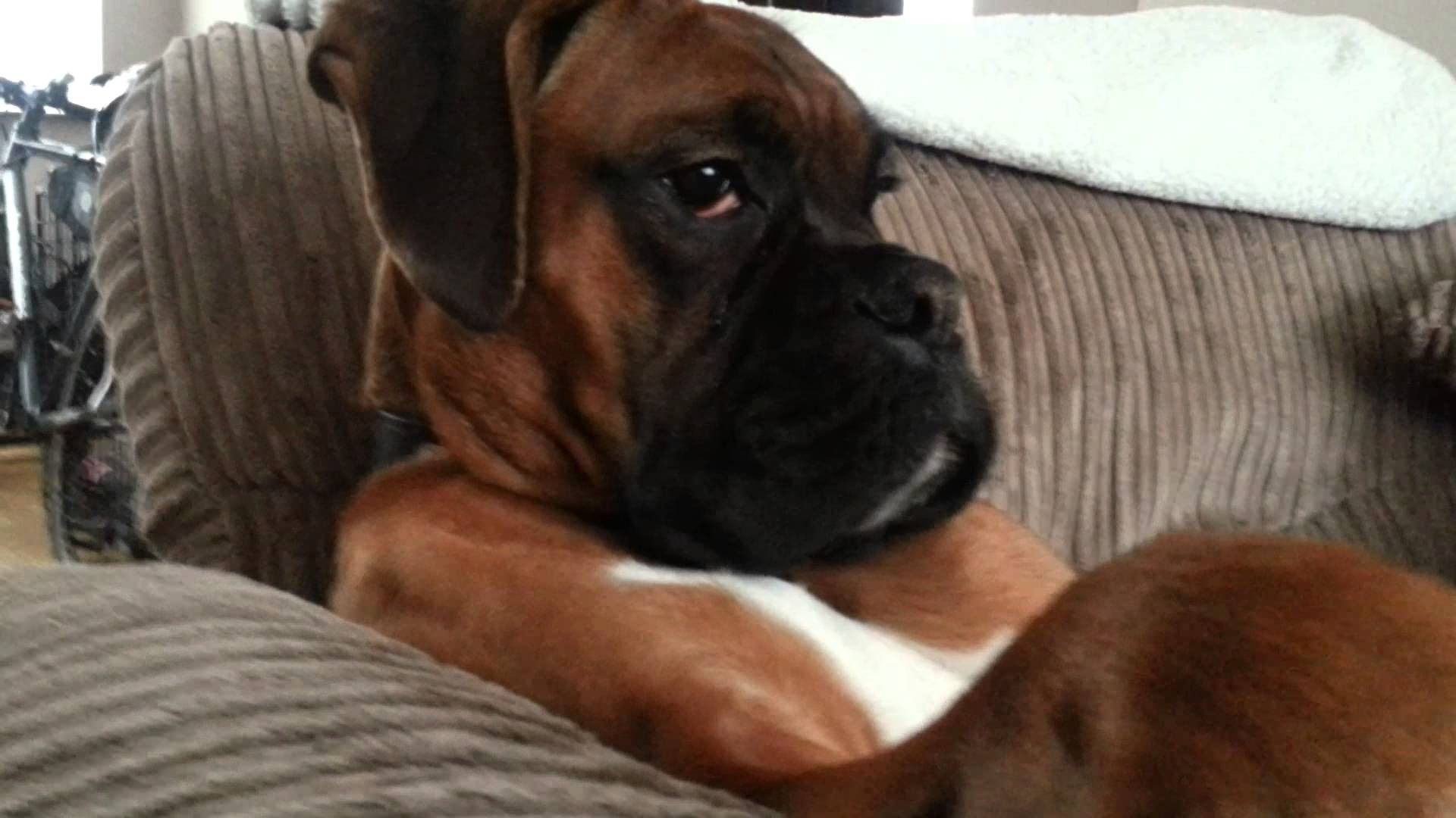 Boxer, Dog, Chillin, Like, A, Boss, Landscape, High, - Boxer Dog On Couch - HD Wallpaper 