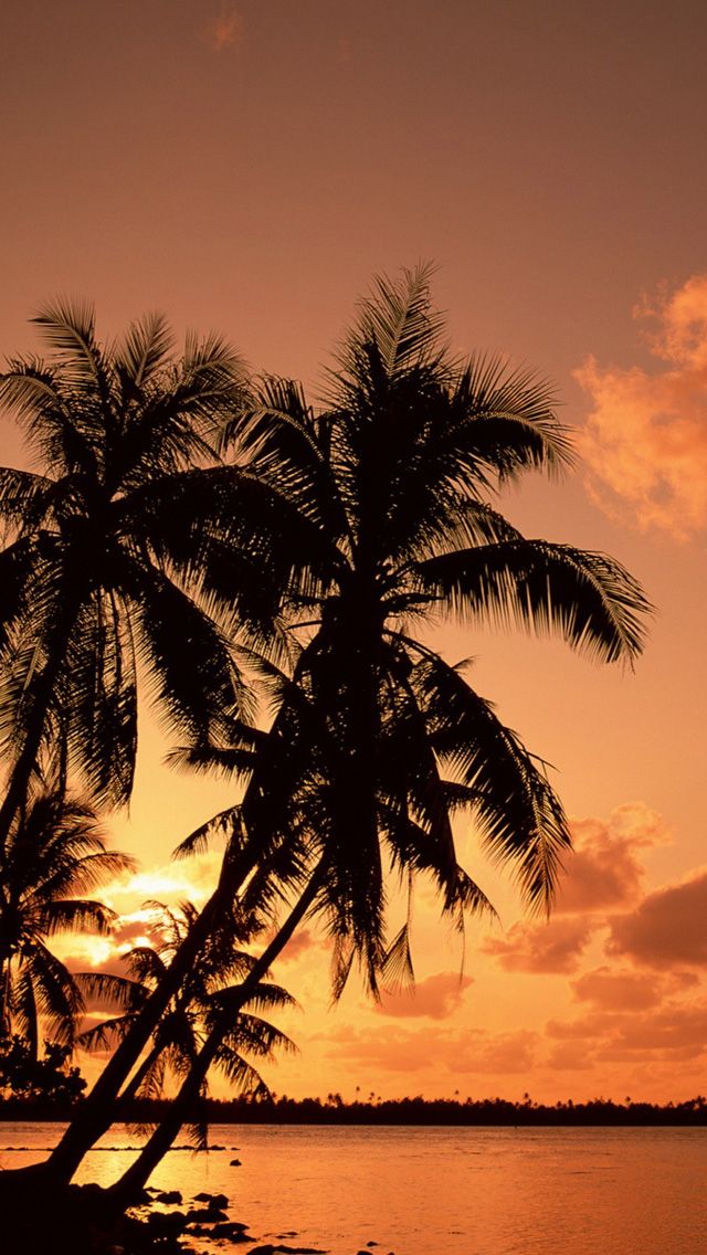 Palm Tree Background Iphone 6 - HD Wallpaper 