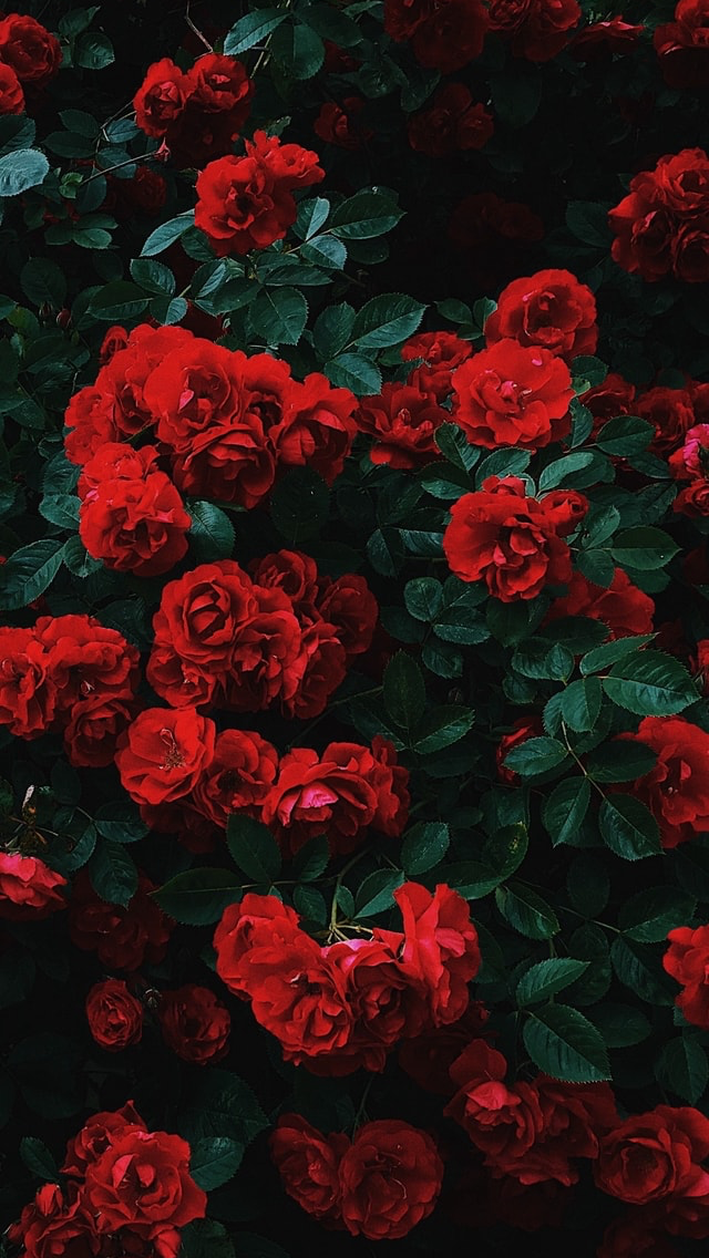 Image - Red Roses - HD Wallpaper 