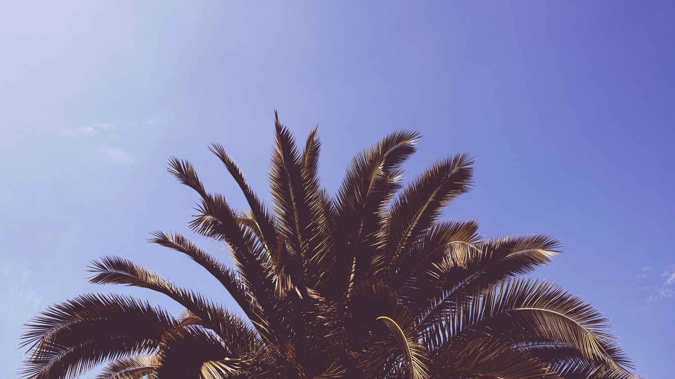 Wallpaper Palm, Tree, Leaves - Palm Trees Wallpaper Laptop - HD Wallpaper 