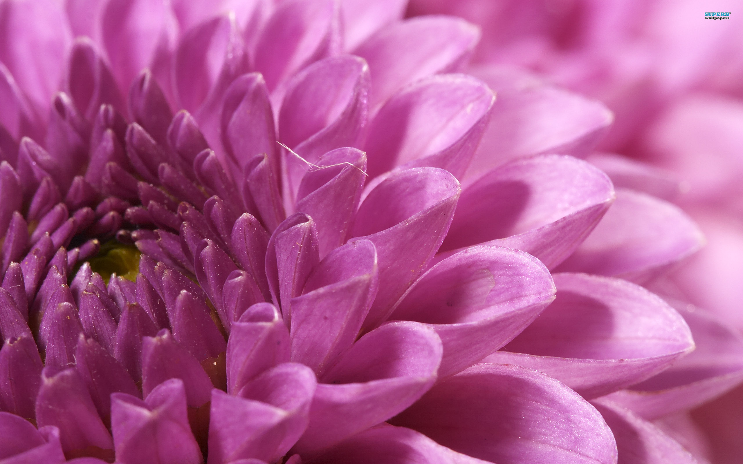 Macro View Of Flowers - HD Wallpaper 