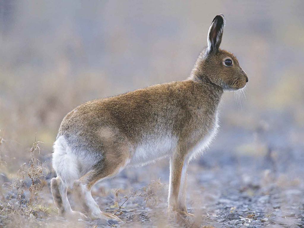 Free Hare Wallpaper Wallpapers Download - Irish Hare - HD Wallpaper 