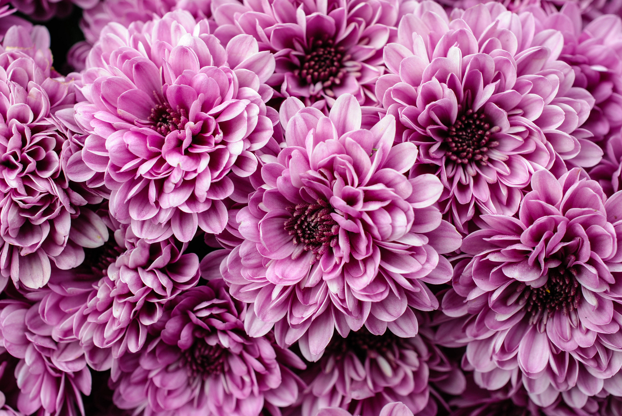 Purple Chrysanthemum Hd - HD Wallpaper 