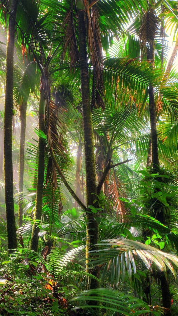 Rainforests - HD Wallpaper 