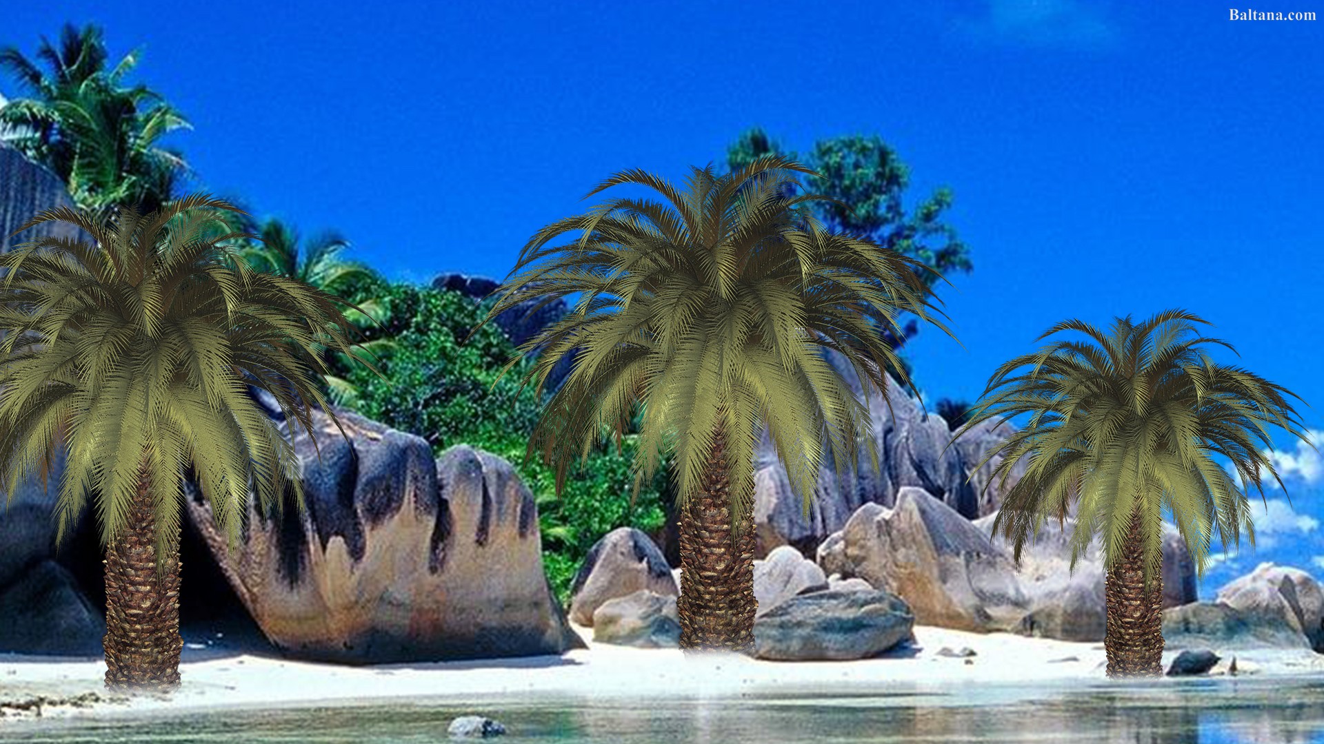 Palm Tree Hd Desktop Wallpaper - Tours Sri Lanka Banner - HD Wallpaper 