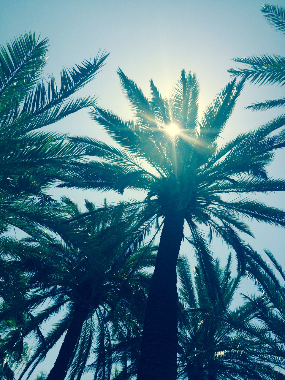 Sun, Summer, And Palm Trees Image - Attalea Speciosa - HD Wallpaper 