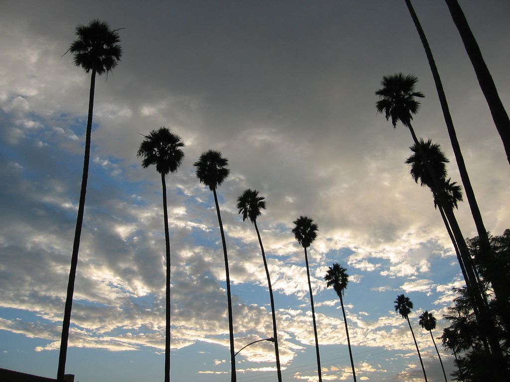 55 Los Angeles Palm Trees Wallpapers - Palm Trees Los Angeles Skyline - HD Wallpaper 