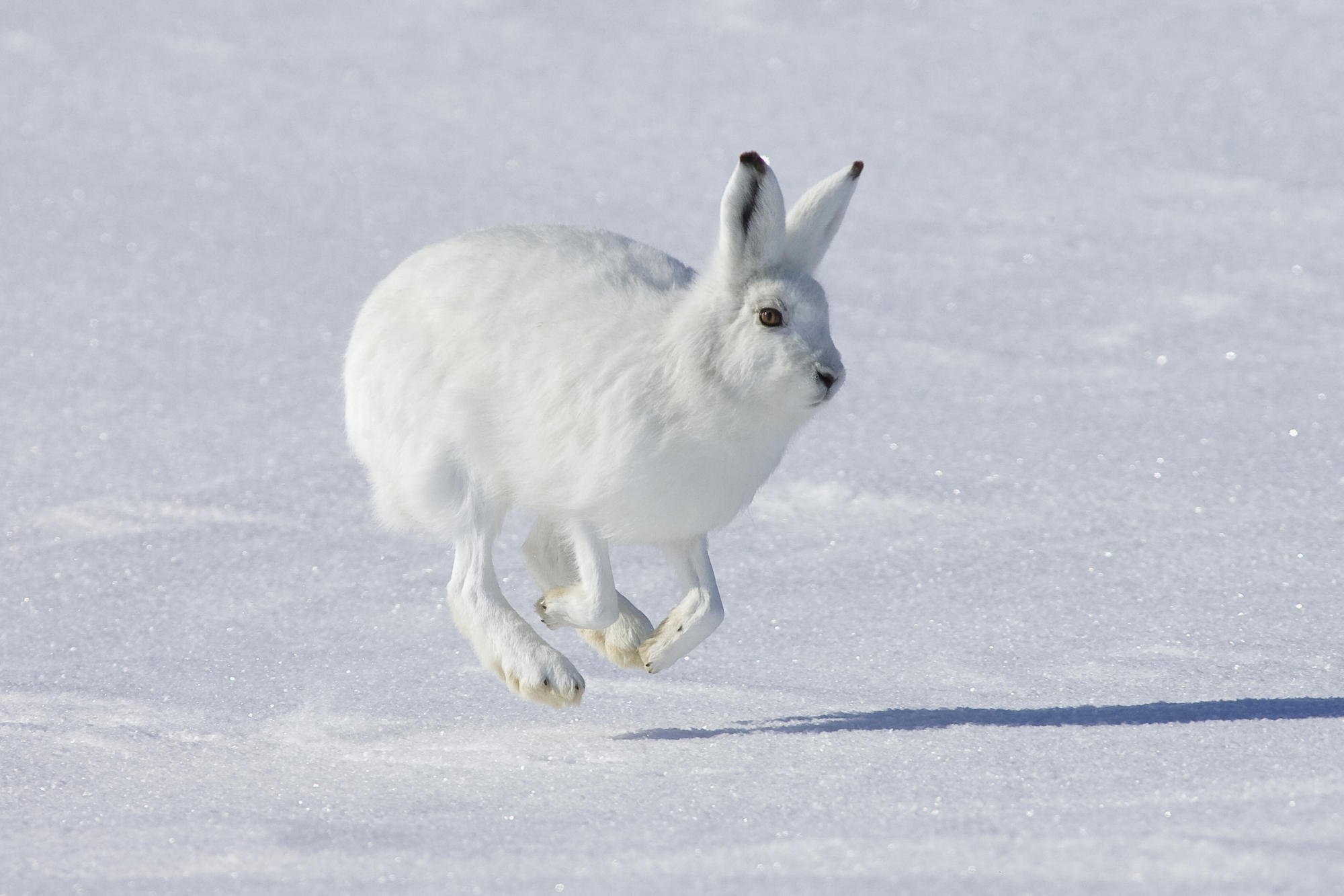 Arctic Hare White Background - HD Wallpaper 