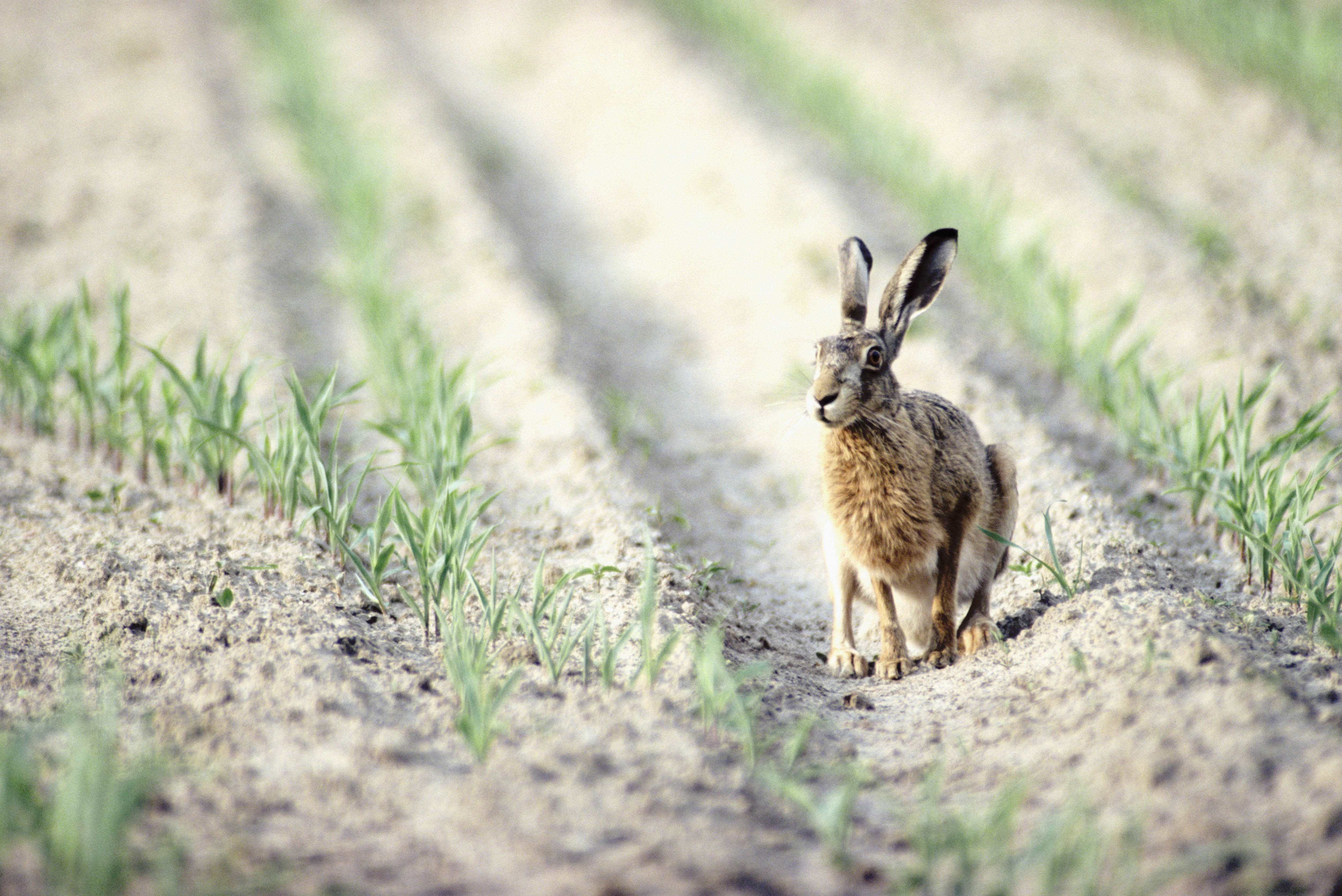 Зайцы бегали в лесу. Заяц-Русак. Заяц Русак животное поля. Заяц в поле. Кролик в поле.