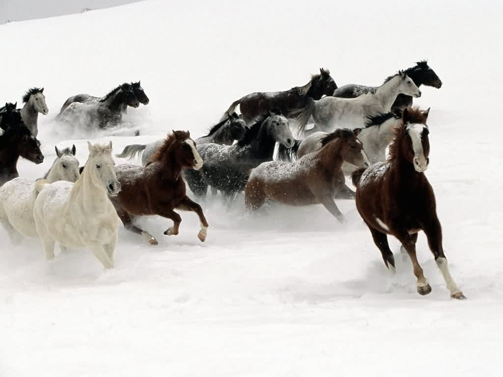 Wild Horses Photogallery Wild Horses Photography Wild - Wild Brumbies In The Snow - HD Wallpaper 