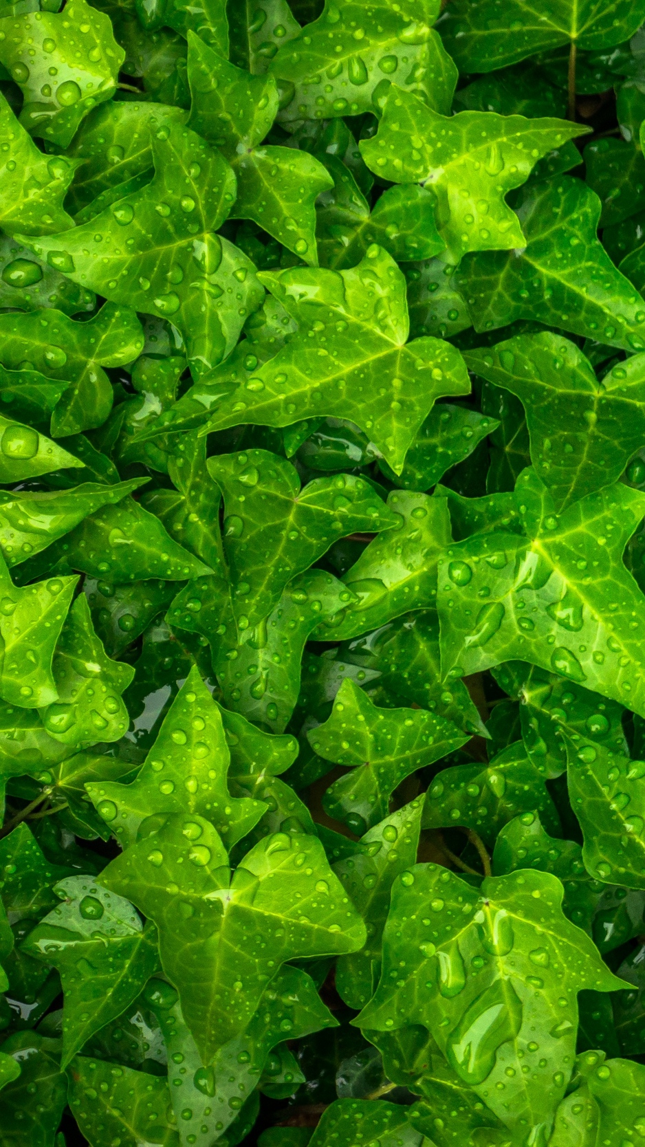Wallpaper Ivy, Leaves, Drops, Plant, Green - Ivy Leaves Background - HD Wallpaper 